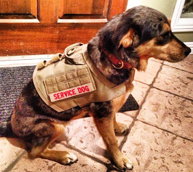 ForceK9.com MOLLE K9 Vest Customer Angel, Aussie Heeler/Shepard