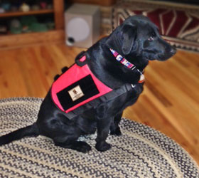 ForceK9.com MOLLE K9 Vest Customer Bear,  Black Labrador