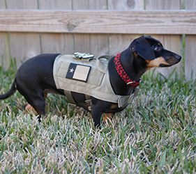 ForceK9.com MOLLE K9 Vest Customer Bella, Dachshund