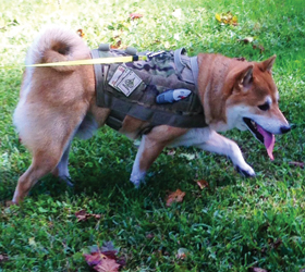 ForceK9.com MOLLE K9 Vest Customer Bodhi, Shiba Inu