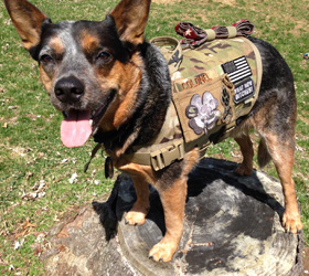 ForceK9.com MOLLE K9 Vest Customer Colonel, Cattle dog