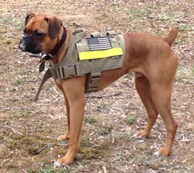 ForceK9.com MOLLE K9 Vest Customer Dräger, Miniature Boxer