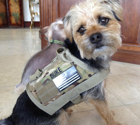 ForceK9.com MOLLE K9 Vest Customer Duke, Border Terrier