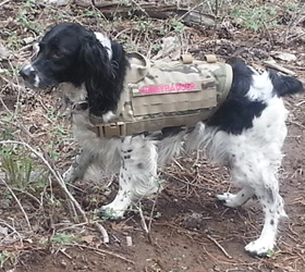 ForceK9.com MOLLE K9 Vest Customer Honey, English Springer Spaniel