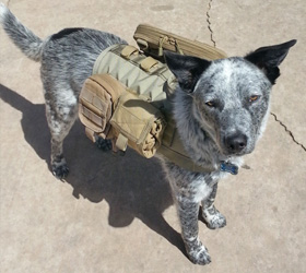 ForceK9.com MOLLE K9 Vest Customer Jack, Blue Heeler