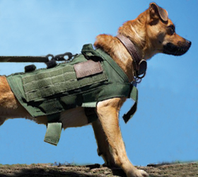ForceK9.com MOLLE K9 Vest Customer Kaylee,  Kentucky Mutt