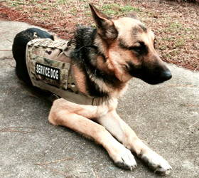ForceK9.com MOLLE K9 Vest Customer Magnus, German Shepard