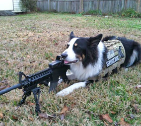 ForceK9.com MOLLE K9 Vest Customer Ranger, Border Collie
