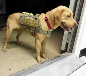 ForceK9.com MOLLE K9 Vest Customer Roxie, Labrador