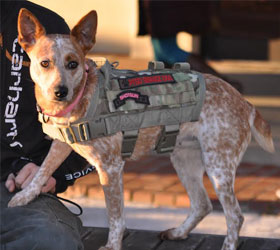ForceK9.com MOLLE K9 Vest Customer Shotgun, Heeler