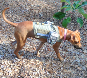 ForceK9.com MOLLE K9 Vest Customer Tess, Rhodesian Ridgeback