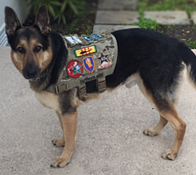 ForceK9.com MOLLE K9 Vest Customer Toby, German Shepard