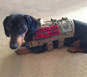 ForceK9.com MOLLE K9 Vest Customer Whisper, Dachshund
