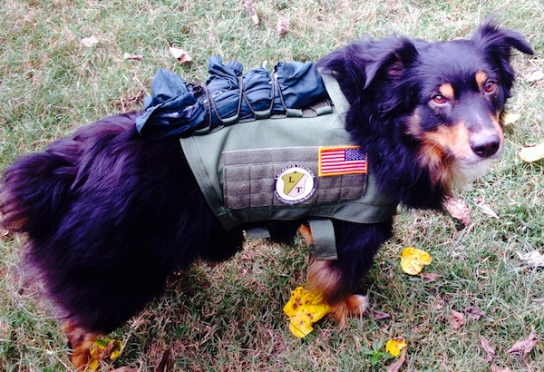 Laymen's Tactical Review of ForceK9's TACVest